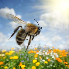 Bee Sting Allergies in Seniors – What You Should Know