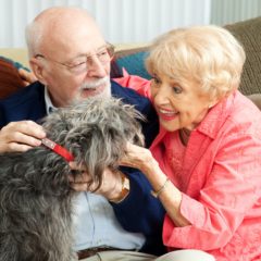 Pet Care Assistance for Senior Citizens